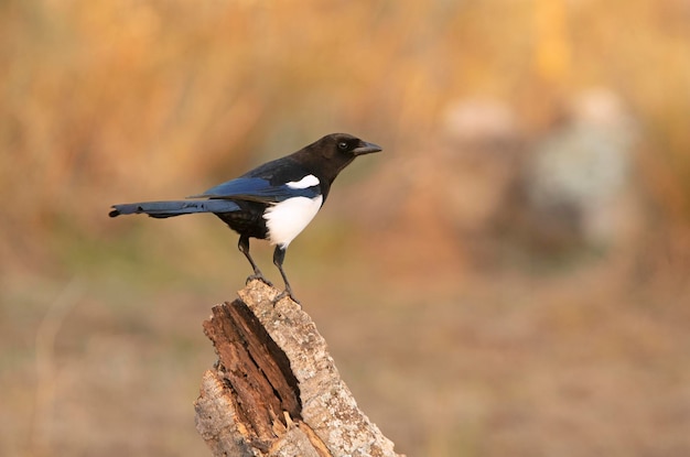 Gazza comune con la prima luce del giorno in una fredda giornata invernale in una foresta mediterranea