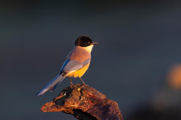 Gazza dalle ali azzurre (Cyanopica cyanus) Cordoba, Spagna