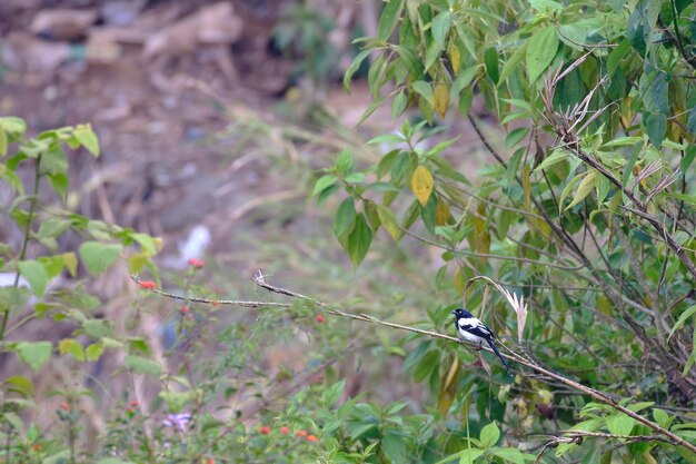 Gazza Tanager Cissopis leverianus