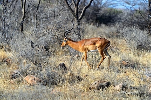 Gazzella dell'impala nella savana africana allo stato brado