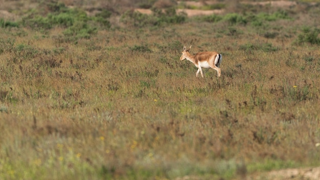 Gazzella gozzo Jeyran nel campo. Riserva naturale faunistica