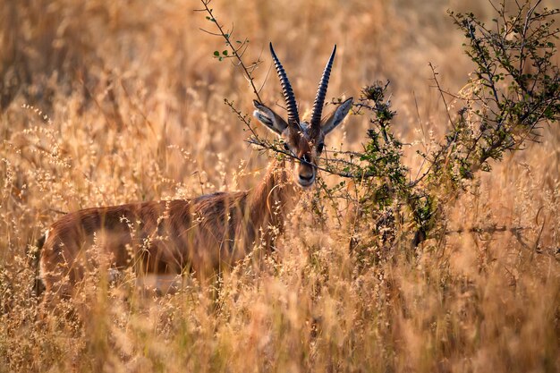 Gazzella indiana selvaggia o Chinkara, gazella bennettii