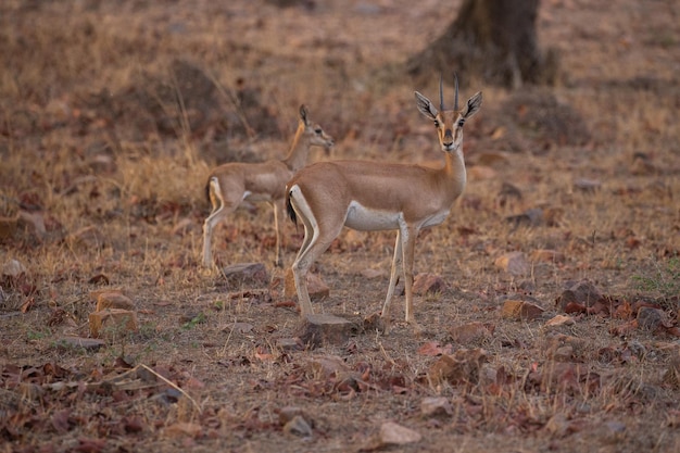 Gazzelle nel suo habitat naturale