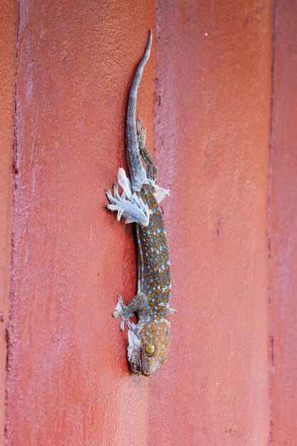 Gecko che muta via la vecchia pelle