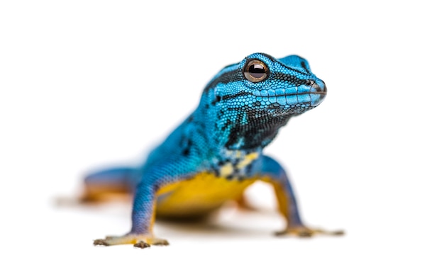 Geco blu elettrico, Lygodactylus williams