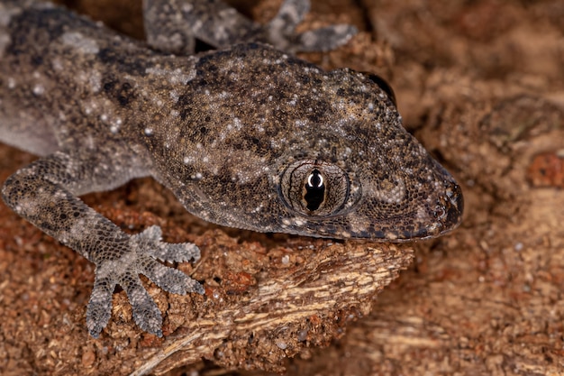 Geco della casa tropicale della specie Hemidactylus mabouia