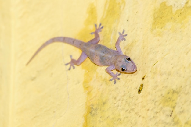 Geco domestico che cammina sul muro di casa.