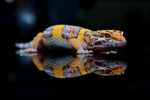 Geco leopardo albino giallo su sfondo nero