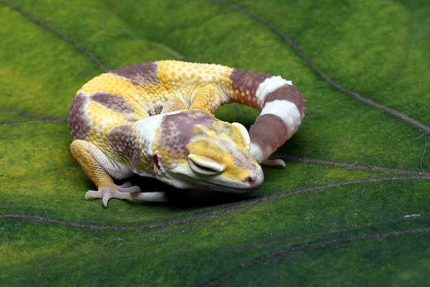 Geco leopardo gelo limone che dorme sulle foglie