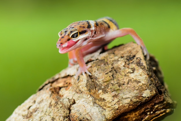 Geco leopardo su ramoscelli giardino tropicale bianco