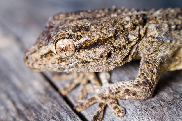 Geco moresco (Tarentola mauritanica)