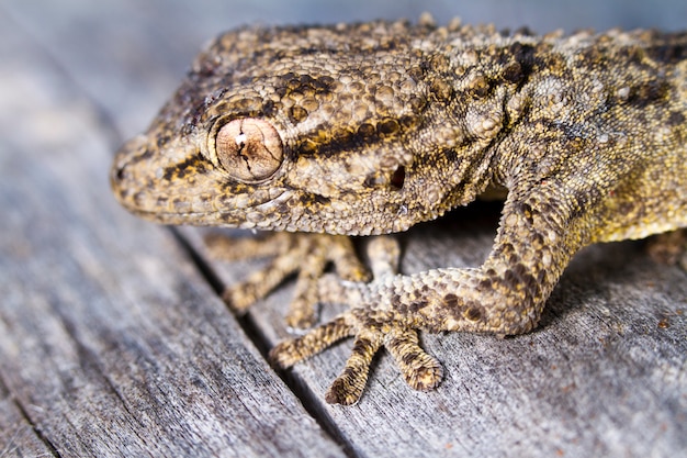 Geco moresco (Tarentola mauritanica)