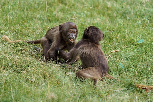 Gelada