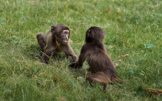 Gelada