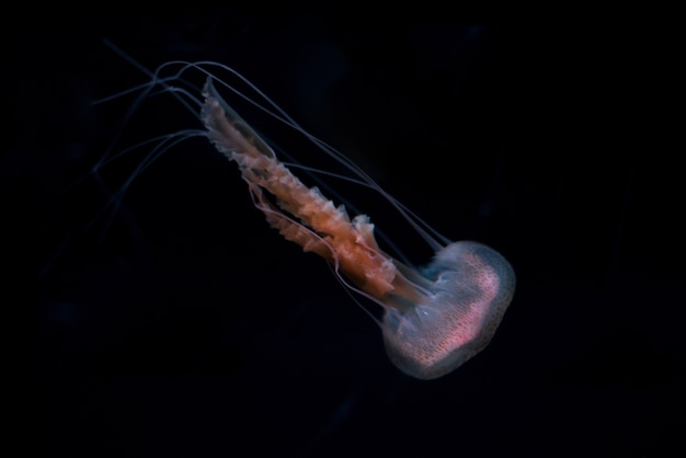 Gelatina di pesce su sfondo nero isolato