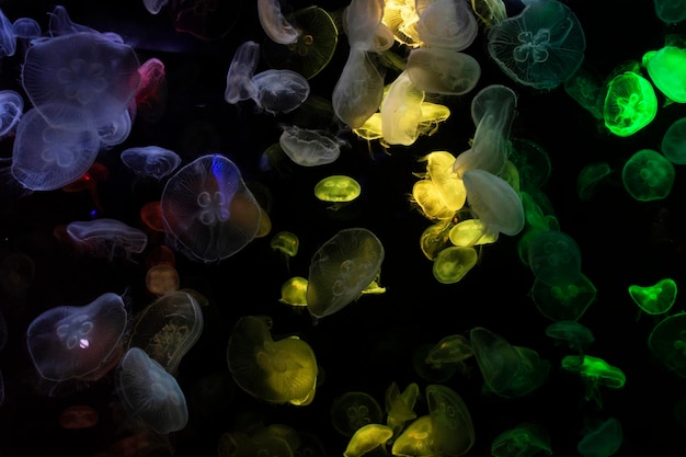 Gelatine di mare o meduse nell'edificio dell'Istituto Acquario marino e Museo della scienza per i viaggiatori tailandesi visita di viaggio imparando la vita marina degli animali acquatici a Chonburi Thailandia