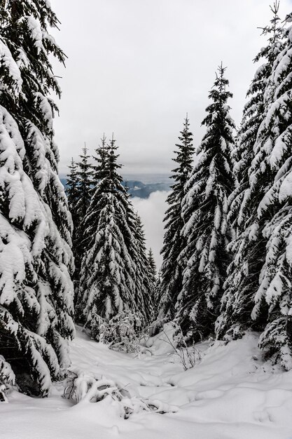 Gelida giornata invernale in montagna