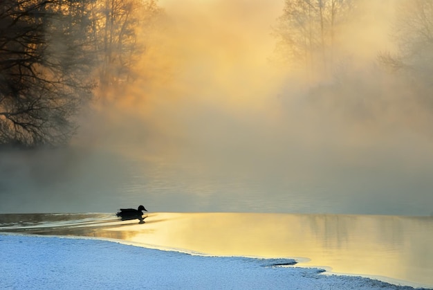 Gelida mattina d'inverno