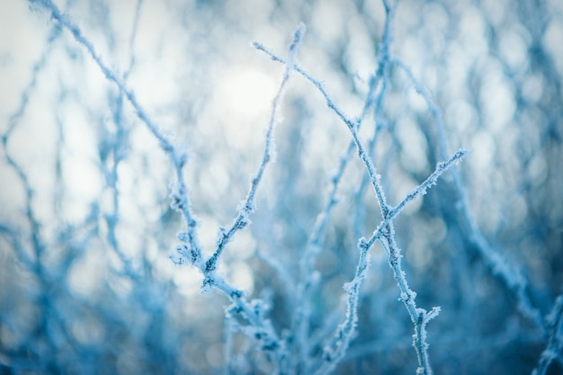 Gelo congelato del primo piano del ramo di albero sulle piante paesaggio invernale la neve sulla natura