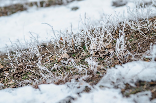 Gelo e neve su arbusti e semi di foreste secche