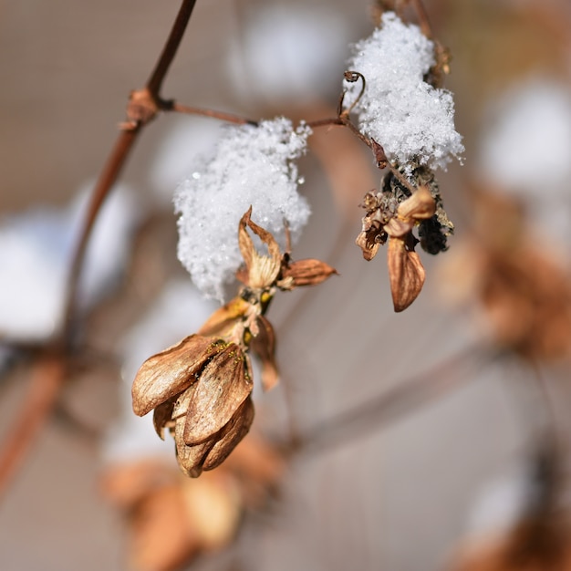 Gelo e neve sui rami. Bella stagione di stagione invernale. Natura meravigliosa.