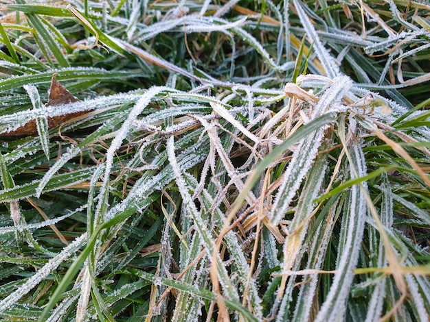 Gelo mattutino, il primo gelo sull'erba verde