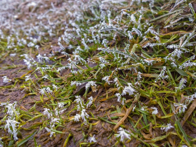 Gelo su erba verde corta al primo piano della primavera