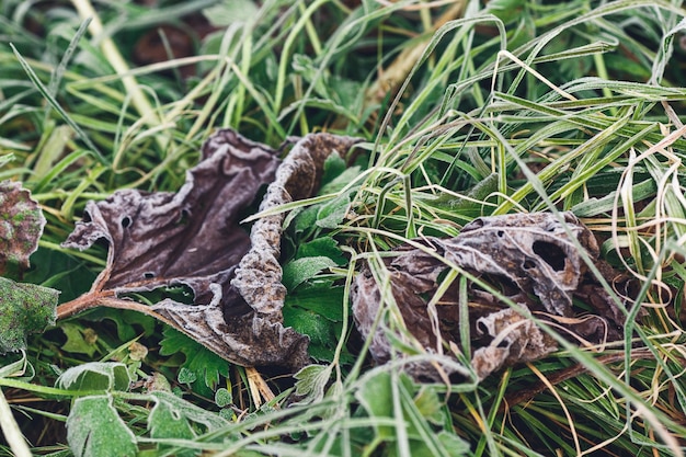 Gelo su erba verde e foglie secche