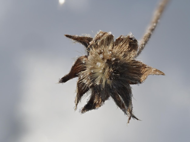 gelo su una pianta secca in un prato invernale