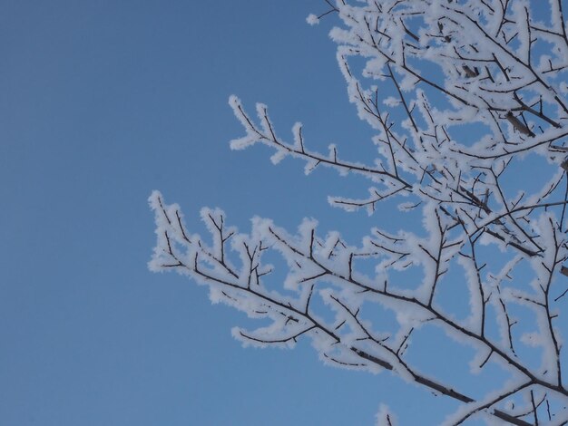 gelo sui rami degli alberi contro il cielo blu