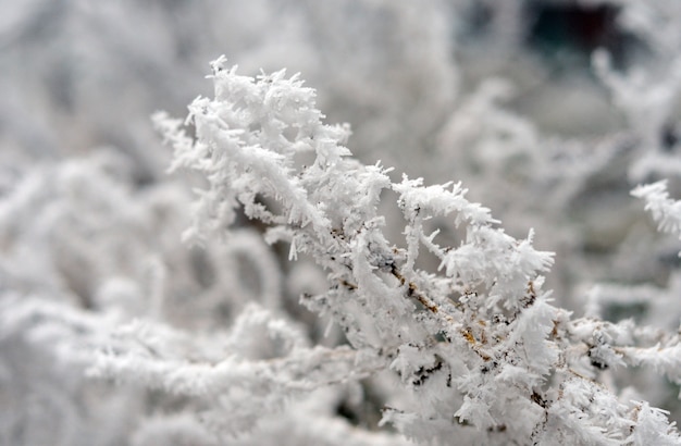 Gelo sui rami di un albero