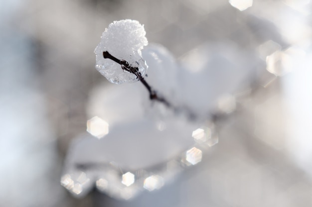 Gelo sui rami di un albero