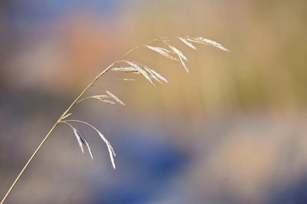 Gelo sul filo d'erba Bellissimo sfondo naturale stagionale invernale