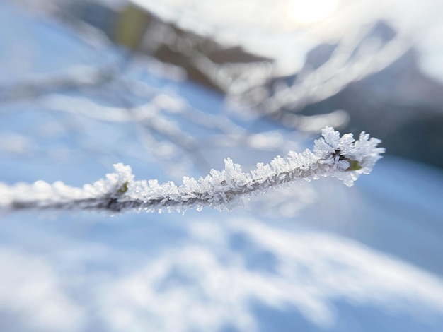 gelo sul ramo d'albero all'inizio dell'inverno