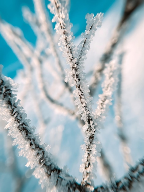 gelo sul ramo d'albero all'inizio dell'inverno