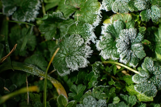 Gelo sul terreno: gelo sull'erba verde