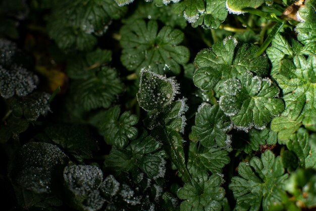 Gelo sul terreno: gelo sull'erba verde