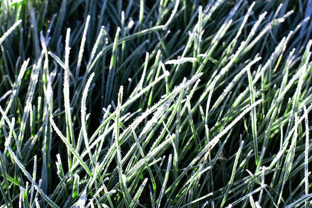 Gelo sull'erba nella stagione fredda. Erba sotto la neve in primavera. Rime sul primo piano dell'erba. Paesaggio tardo autunnale o all'inizio dell'inverno. gelate primaverili.