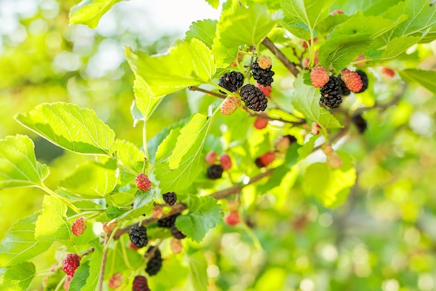 Gelsi rossi porpora su un ramo di albero, fondo del cielo blu. Raccolto di bacche sane gustose vitamine naturali nel giardino estivo, stagione delle bacche