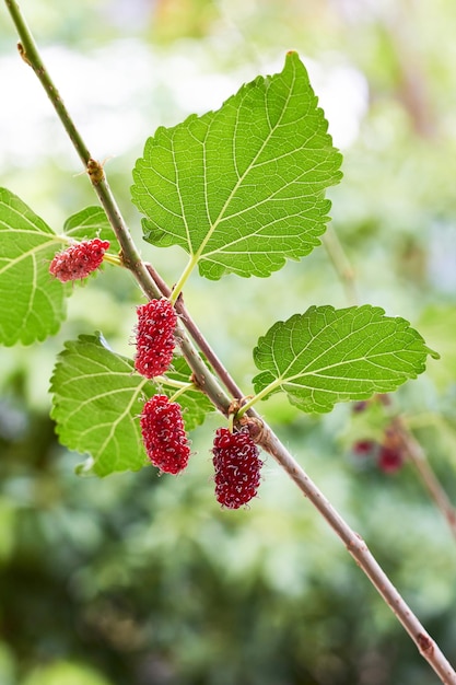 Gelso rosso maturo sull'albero in giardino Il frutto ha un sapore agrodolce