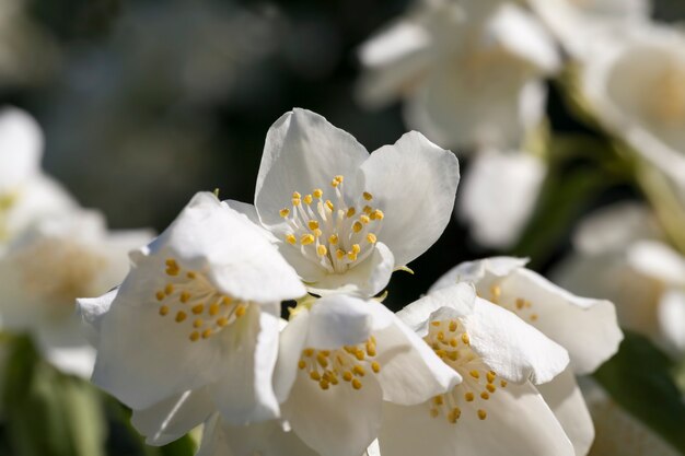 Gelsomino bianco che fiorisce in estate