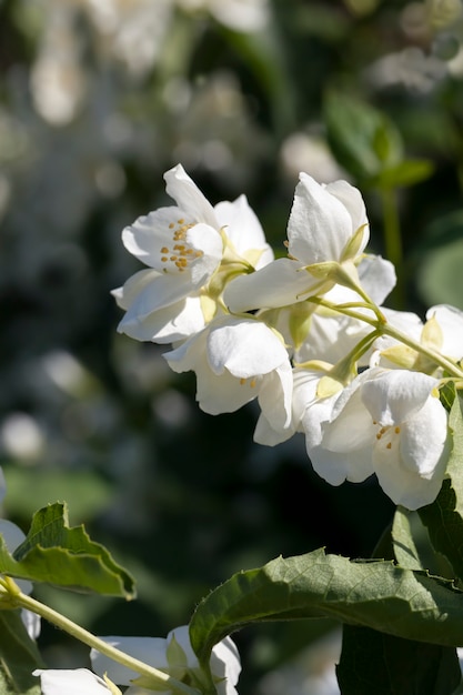 Gelsomino bianco che fiorisce in estate