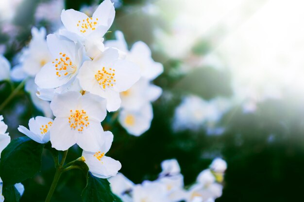 Gelsomino bianco Il ramo delicato fiori primaverili