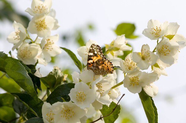 gelsomino bianco