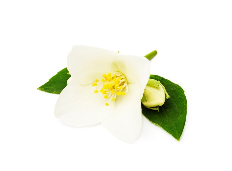 gelsomino fiore bianco isolato su sfondo bianco