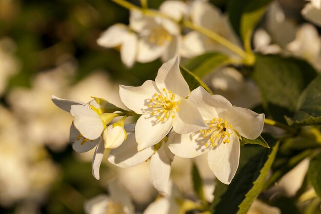 gelsomino fiore