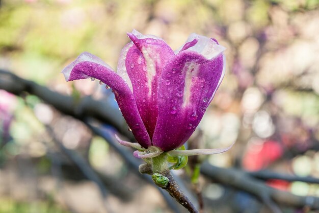 Gemma di bella magnolia primaverile