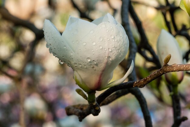 Gemma di bella magnolia primaverile