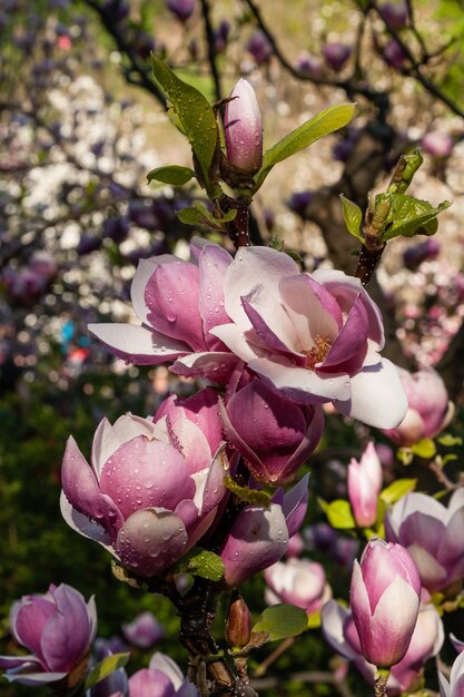 Gemma di bella magnolia primaverile