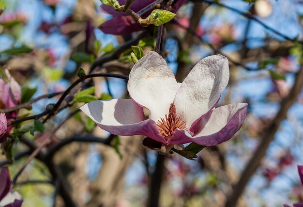 Gemma di bella magnolia primaverile